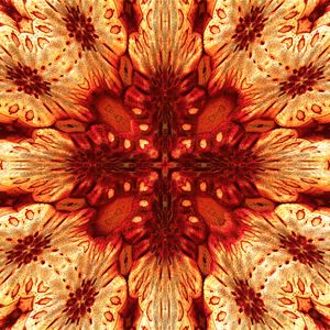 Preview wallpaper flower, pattern, fractal, abstraction