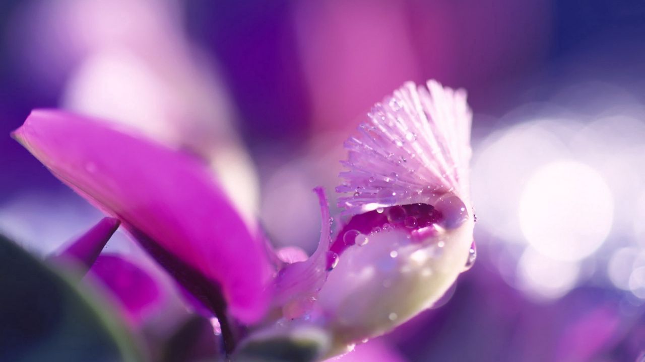 Wallpaper flower, petal, bright, drops