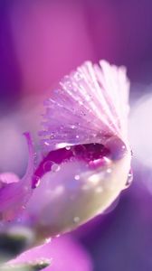 Preview wallpaper flower, petal, bright, drops