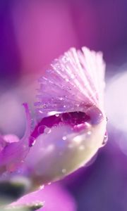 Preview wallpaper flower, petal, bright, drops