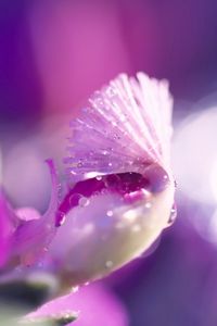 Preview wallpaper flower, petal, bright, drops