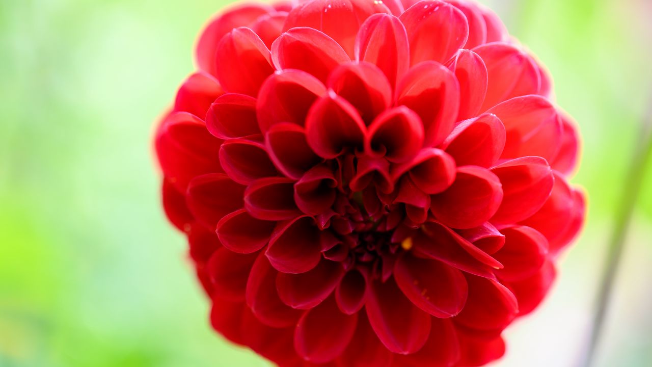 Wallpaper flower, petal, plant, red, bluer