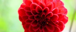 Preview wallpaper flower, petal, plant, red, bluer