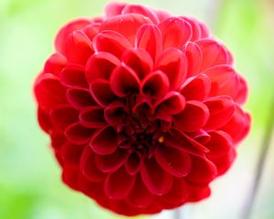 Preview wallpaper flower, petal, plant, red, bluer