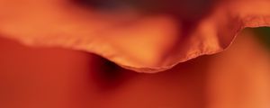Preview wallpaper flower, petal, red, macro