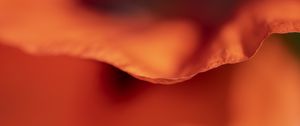 Preview wallpaper flower, petal, red, macro