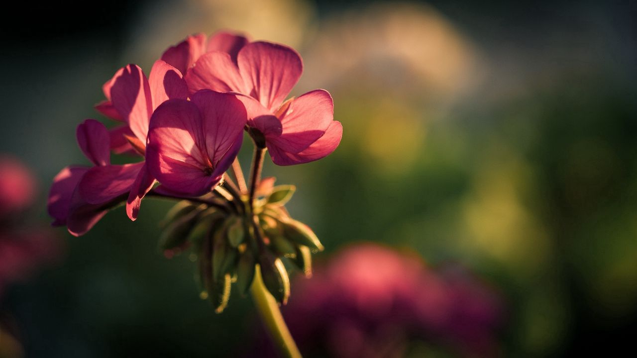 Wallpaper flower, petals, background, blurred