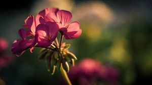 Preview wallpaper flower, petals, background, blurred