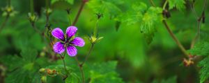 Preview wallpaper flower, petals, bee, drops, rain, macro