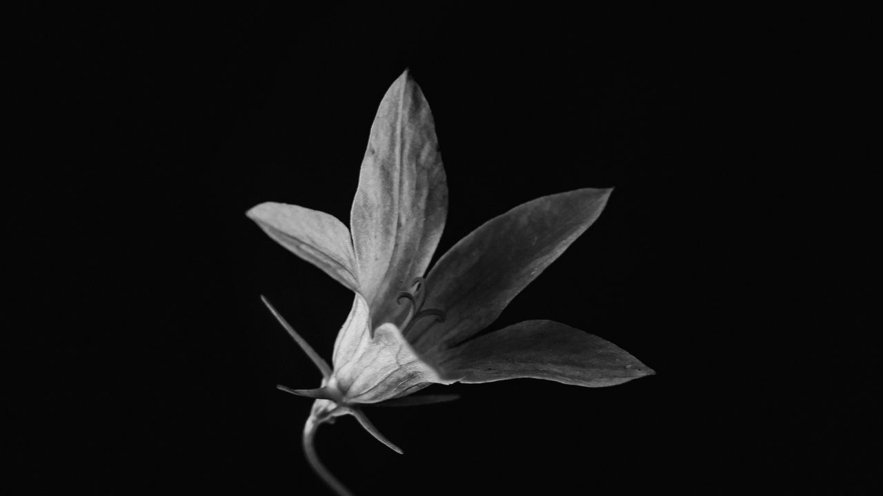 Wallpaper flower, petals, black and white, black