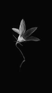 Preview wallpaper flower, petals, black and white, black