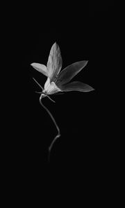 Preview wallpaper flower, petals, black and white, black