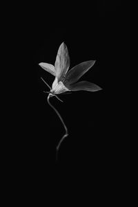 Preview wallpaper flower, petals, black and white, black