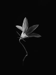 Preview wallpaper flower, petals, black and white, black