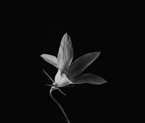 Preview wallpaper flower, petals, black and white, black