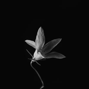 Preview wallpaper flower, petals, black and white, black