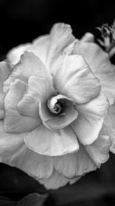 Preview wallpaper flower, petals, black and white, blur, macro