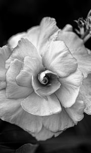 Preview wallpaper flower, petals, black and white, blur, macro