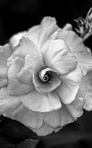 Preview wallpaper flower, petals, black and white, blur, macro