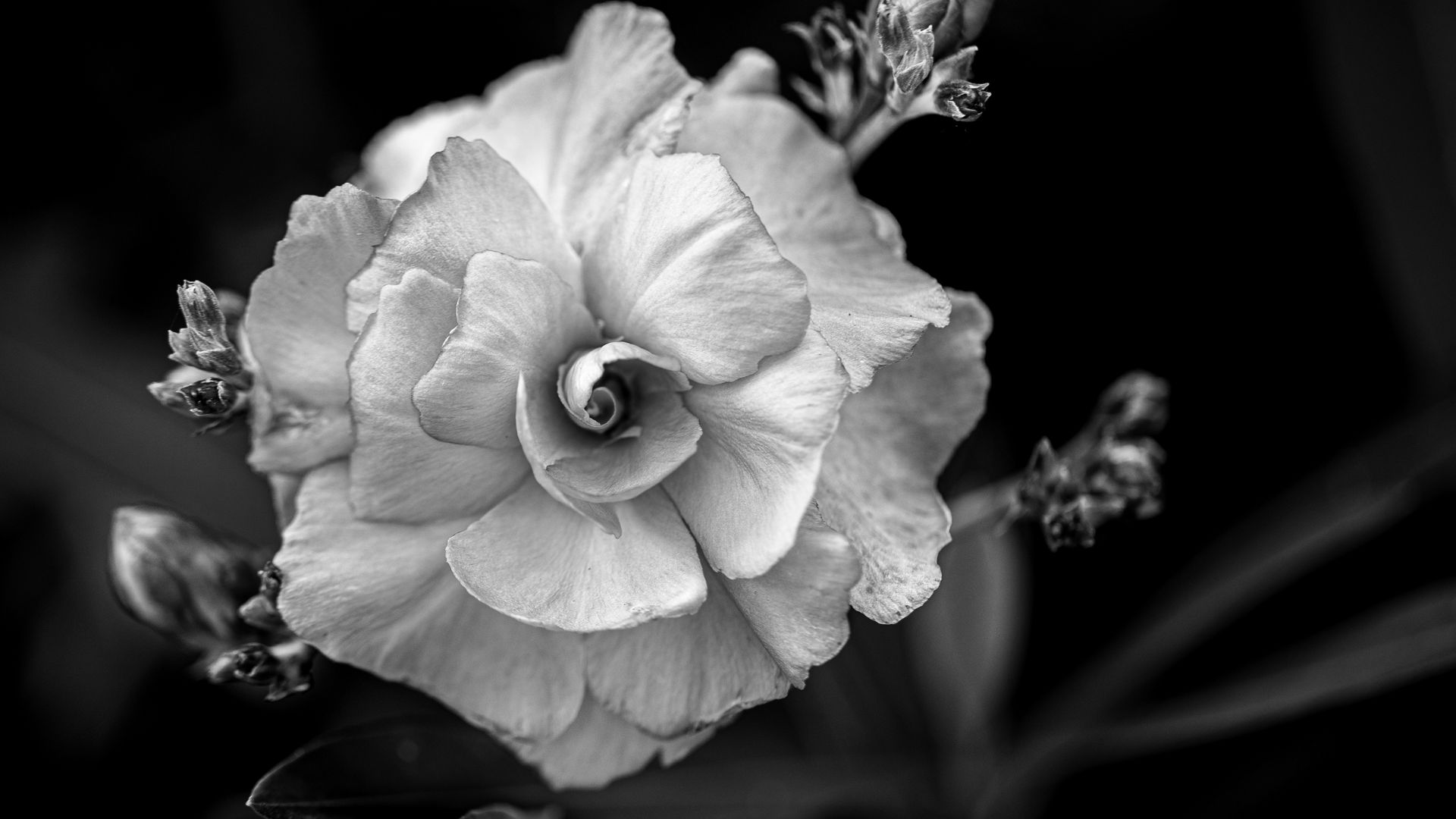 Download wallpaper 1920x1080 flower, petals, black and white, blur ...