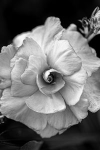 Preview wallpaper flower, petals, black and white, blur, macro