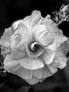 Preview wallpaper flower, petals, black and white, blur, macro