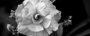 Preview wallpaper flower, petals, black and white, blur, macro