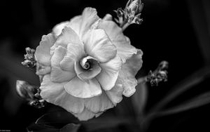 Preview wallpaper flower, petals, black and white, blur, macro
