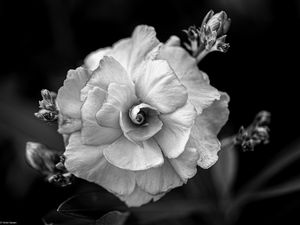 Preview wallpaper flower, petals, black and white, blur, macro