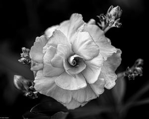 Preview wallpaper flower, petals, black and white, blur, macro