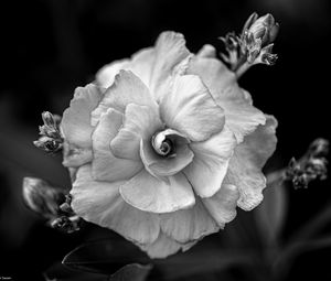 Preview wallpaper flower, petals, black and white, blur, macro