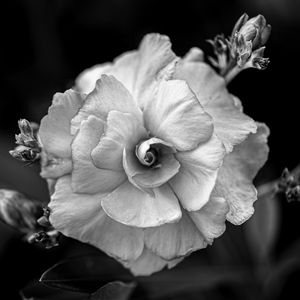 Preview wallpaper flower, petals, black and white, blur, macro