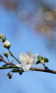 Preview wallpaper flower, petals, bloom, spring