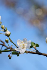 Preview wallpaper flower, petals, bloom, spring