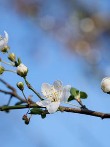 Preview wallpaper flower, petals, bloom, spring