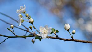 Preview wallpaper flower, petals, bloom, spring