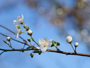 Preview wallpaper flower, petals, bloom, spring