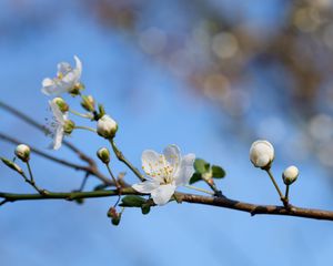 Preview wallpaper flower, petals, bloom, spring