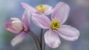 Preview wallpaper flower, petals, bloom, plant