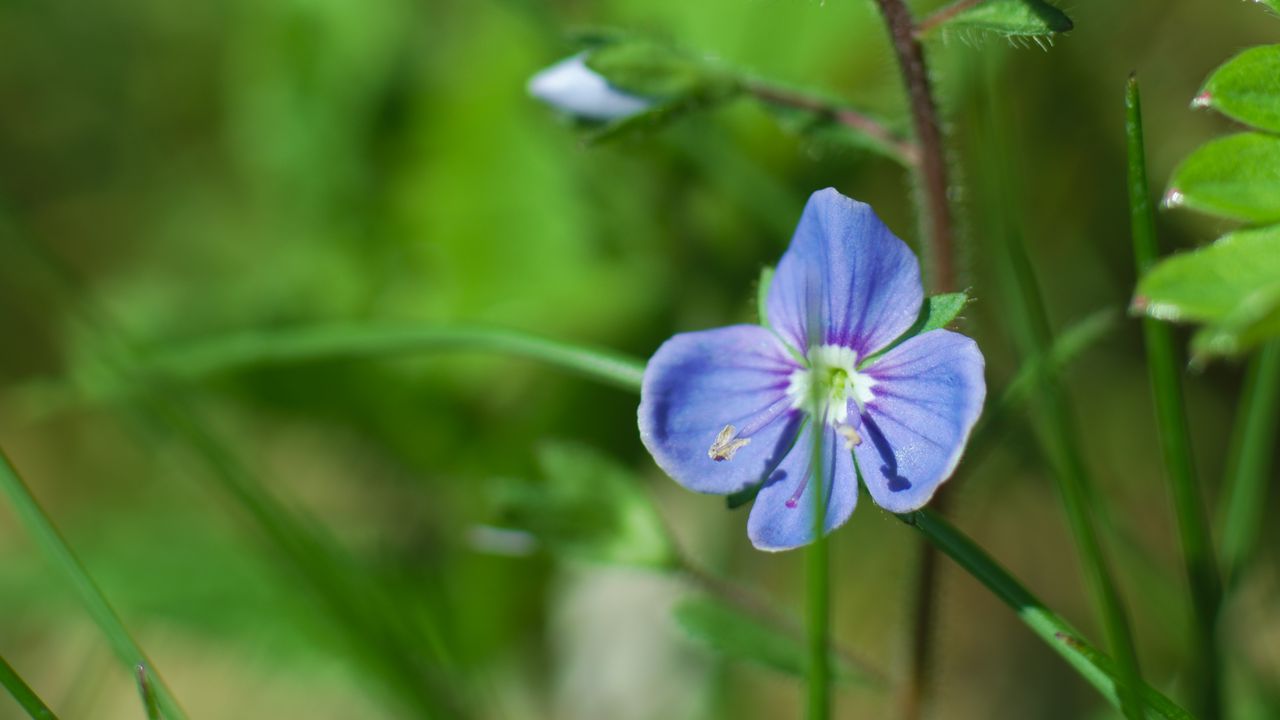 Wallpaper flower, petals, blue, grass