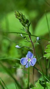Preview wallpaper flower, petals, blue, grass