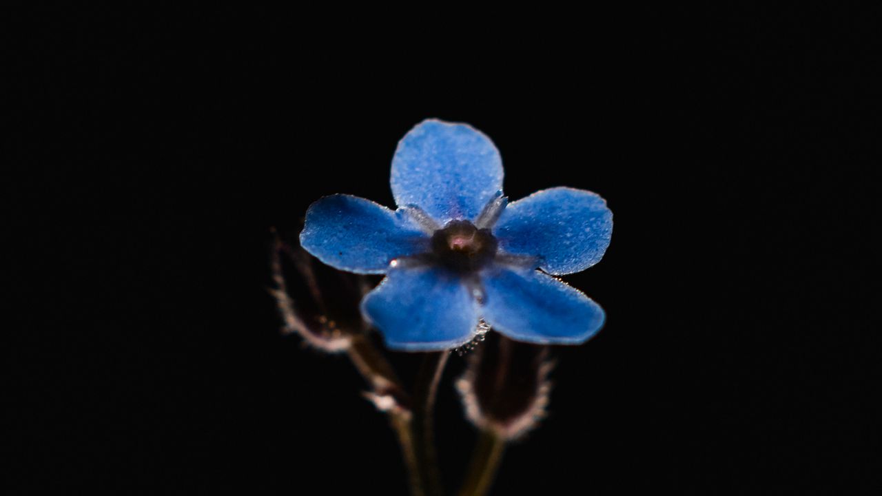 Wallpaper flower, petals, blue, macro