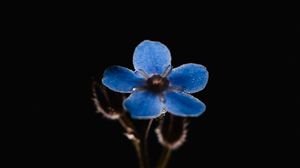 Preview wallpaper flower, petals, blue, macro