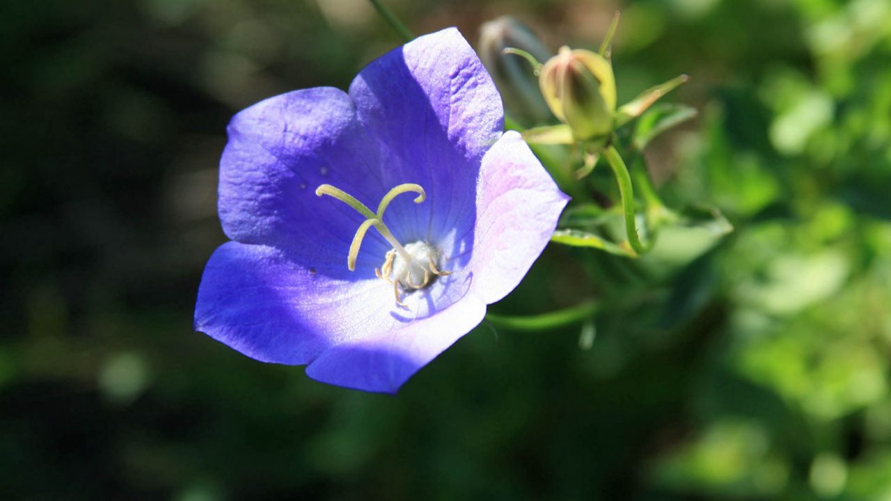 Wallpaper flower, petals, blue, dark