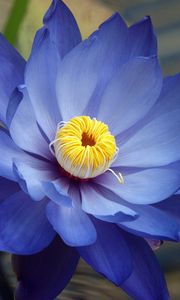 Preview wallpaper flower, petals, blue