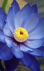 Preview wallpaper flower, petals, blue