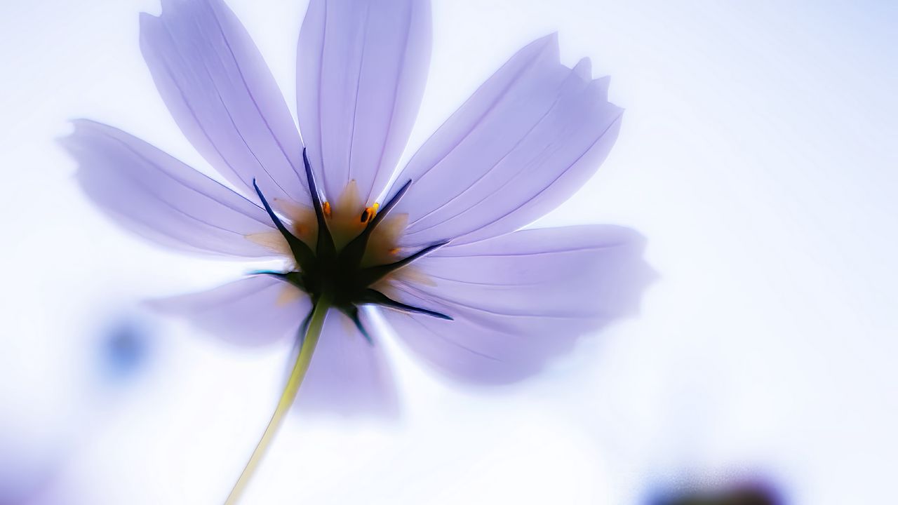 Wallpaper flower, petals, blur, light