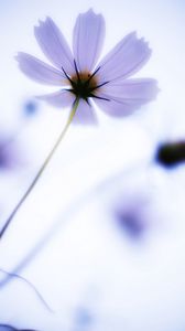 Preview wallpaper flower, petals, blur, light