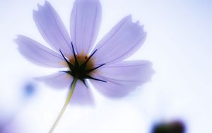 Preview wallpaper flower, petals, blur, light