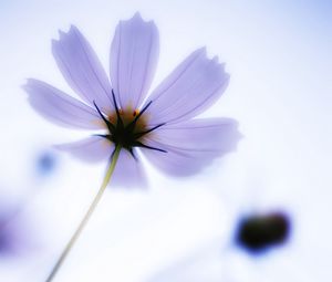 Preview wallpaper flower, petals, blur, light